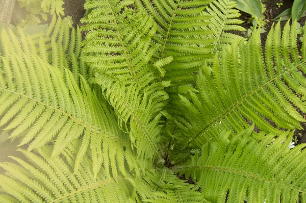 Närbild av en ormbunke buske, topputsikt över den runda mitten av anläggningen med tropiska gröna blad, solljus på en öppen naturlig bakgrund — Stockfoto