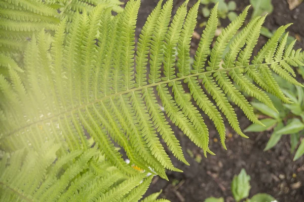 Hoja de helecho de primer plano, luz solar al aire libre, fondo natural y textura de una planta tropical, vista superior —  Fotos de Stock