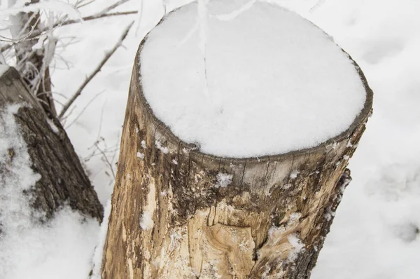 눈, 겨울 숲, 최고 전망으로 덮여 벌채 나무의 오래된 그루터기 — 스톡 사진
