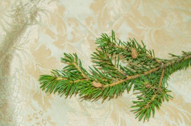 Parlak kumaş bir arka plan üzerinde Noel yeşil ladin şube, üst görünümü