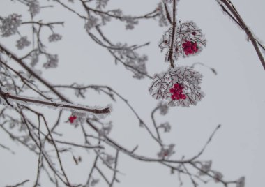 Bulutlu bir gökyüzüne karşı açık havada bir kış Park karla kaplı dalları üzerinde kırmızı Rowan meyveleri Demetleri