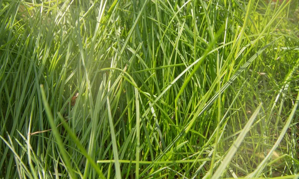 Verse jonge groene zomer gras en zonlicht, natuurlijke achtergrond — Stockfoto
