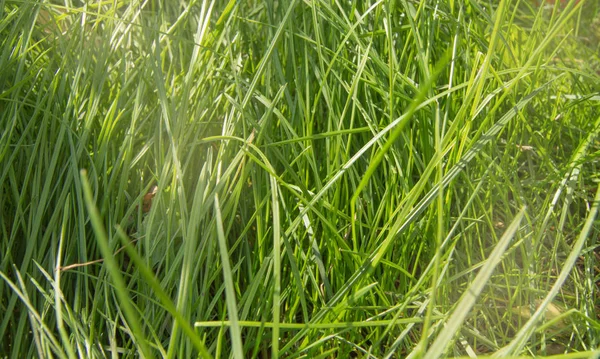 Fresh young green summer grass and sunlight, natural background — Stock Photo, Image