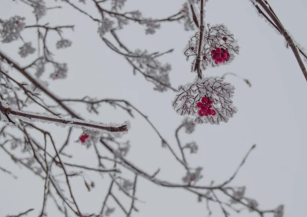 Bando de bagas vermelhas de Rowan em ramos cobertos de neve em um parque de inverno ao ar livre contra um céu nublado — Fotografia de Stock
