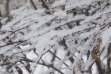 Ağaçların ve çalıların donmuş dallarında buzlu don ve kar, doğal kış arka planı