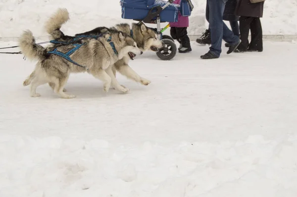 Carrera de perros en la nieve de invierno en el parque, dos huskies en carrera de arnés — Foto de Stock