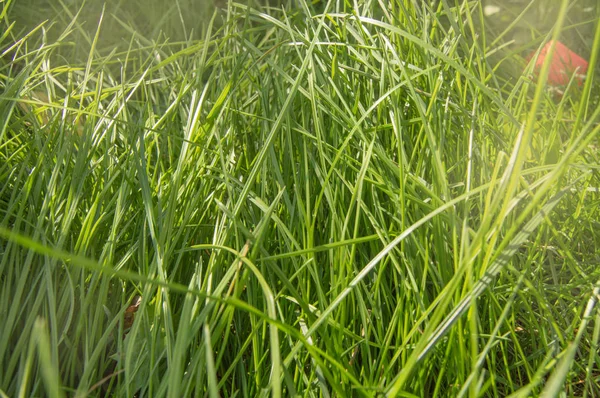 Fresh young green summer grass and sunlight, natural background — Stock Photo, Image
