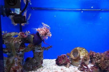 Su bitkileri, mercanlar ve neon ışıkları ile bir akvaryumrenkli tropikal balık