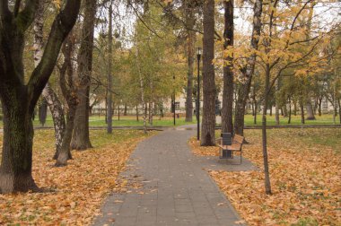 Şehir parkındaki sonbahar ormanından geçen yol, sarı ve turuncu yapraklarla kaplı.