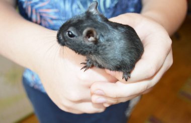 Beyaz bir çocuğun kucağında küçük siyah bir fare, fare, evcil hayvan bakımı, evcil hayvanıyla oynaması. Fare - 2020 yılının bir sembolü