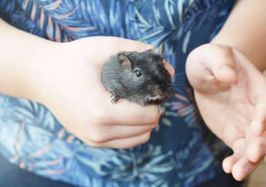 Beyaz bir çocuğun kucağında küçük siyah bir fare, fare, evcil hayvan bakımı, evcil hayvanıyla oynaması. Fare - 2020 yılının bir sembolü