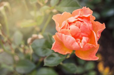 Bulanık arka planda bir mercan pembe gül. Sevgililer Günü için romantik bir gül çiçeği. Boşluğu kopyala