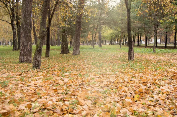 Színes ősz, lehullott sárga és narancssárga levelek a zöld füvön a sötét öreg fák körül a Városligetben — Stock Fotó