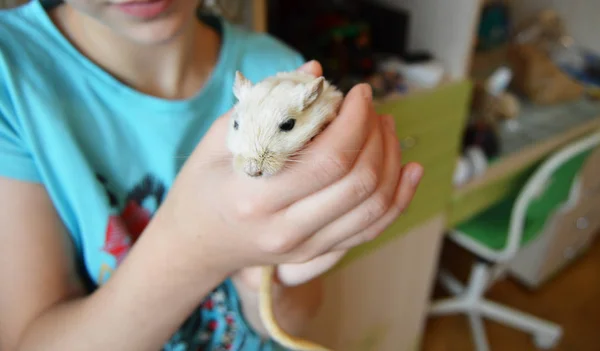 Una joven adolescente, con cuidado sosteniendo un pequeño hámster blanco, ratón, rata. MOUSE-SÍMBOLO DE 2020 DE CONFORMIDAD CON EL HOROSCOPIO ORIENTAL —  Fotos de Stock