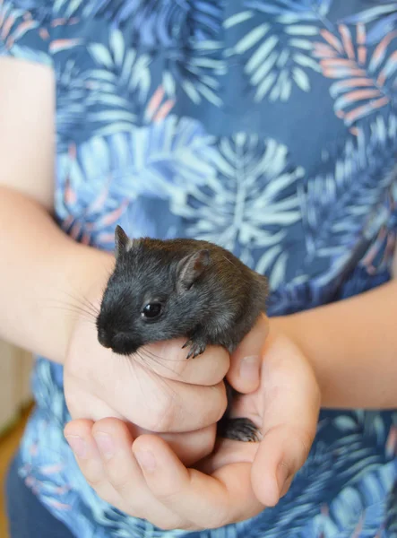 Primer plano de un niño blanco sosteniendo un lindo ratoncito negro, rata, tocando el cuidado de mascotas, jugando con su mascota. El ratón - el símbolo del Nuevo año 2020 —  Fotos de Stock