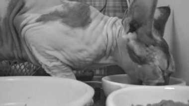 Sfenks cinsinin sevimli kedisi hızla kedi maması yiyor kasesinden, HD videosundan, siyah-beyaz