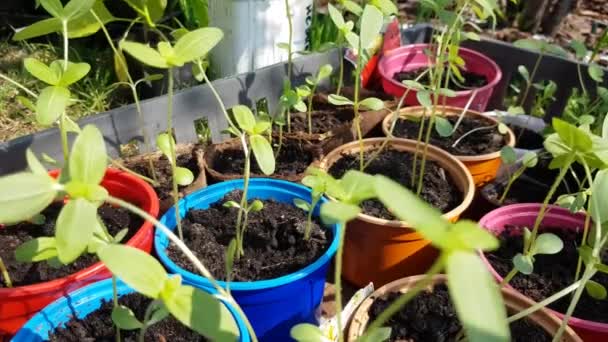 若い花芽、鉢の花苗は、花壇に移植する準備ができています。敷地内の春の庭、農業と花の栽培 — ストック動画