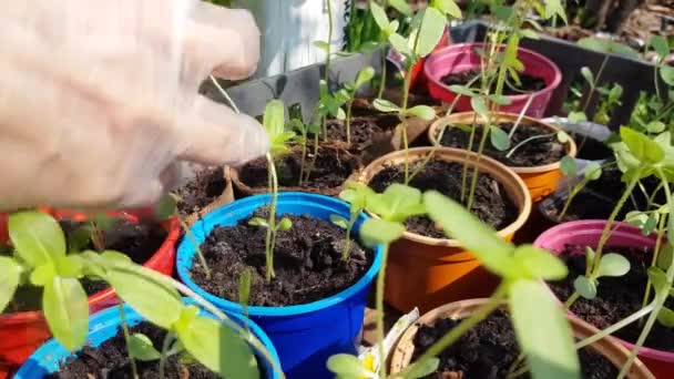 여인들이 애지중지 하는 손은 농부나 농학자, 꽃을 재배하는 사람, 채소를 재배하는 사람 이 땅에 옮겨 심기 전에 어린 묘목들을 조사한다. 텃밭을 가꾸는 과정 — 비디오