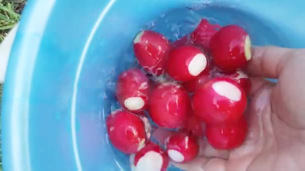 Mycie świeżych czerwonych rzodkiewek w czystej wodzie w niebieskim plastikowym wiadrze, otwarta, żeńska ręka, widok z góry — Wideo stockowe