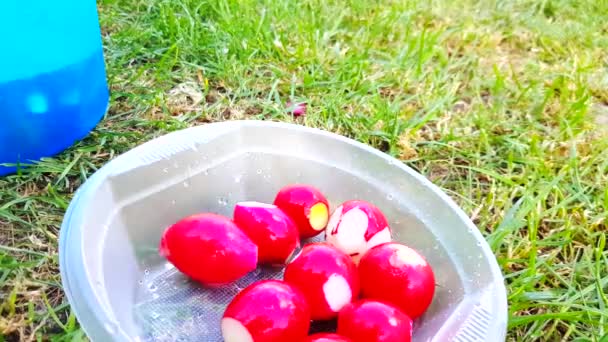 Großaufnahme von frisch gewaschenen roten Radieschen, eine Frauenhand legt Radieschen auf einen Plastikteller, der auf dem grünen Gras steht, ländliches Mittagessen, Picknick — Stockvideo