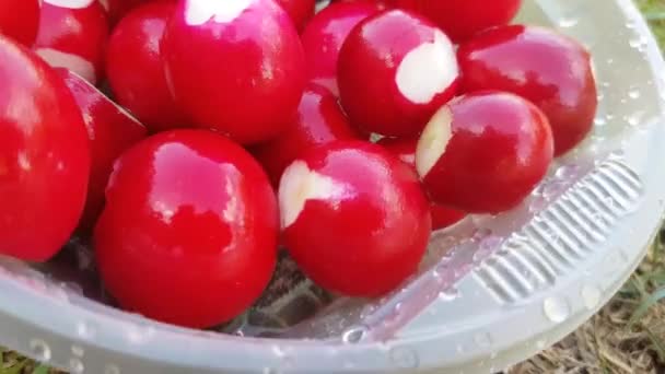 Primer plano de un plato desechable de plástico con un rábano limpiamente lavado, en la hierba verde en un día soleado de verano, picnic — Vídeos de Stock