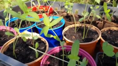 Genç çiçek filizleri, saksılarda çiçek filizleri, bir çiçek tarlasına nakledilmeye hazır. Baharda baharda bahçecilik, tarım ve çiçekçilik.