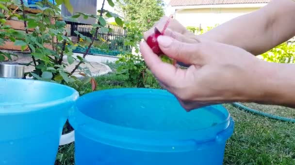 Las manos de una mujer limpian un rábano rojo limpio y lavado con un cuchillo, sobre el fondo de un jardín, al aire libre, en un día soleado de verano, cocinando verduras para la comida — Vídeos de Stock