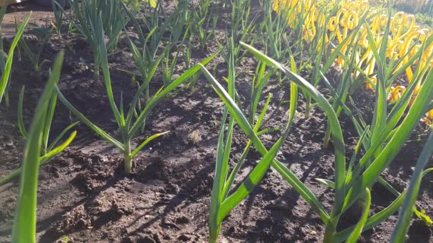 Winterfrischer Grüner Knoblauch Eine Pflanze Auf Einem Beet Der Erde — Stockvideo