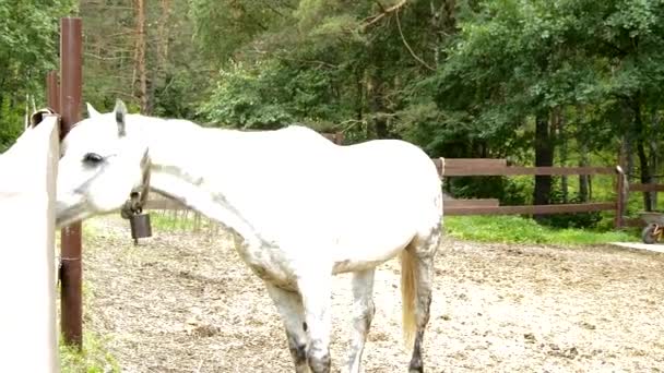 Bellissimo cavallo bianco nel paddock, che viene alla recinzione per l'alimentazione, luce solare brillante in un pomeriggio d'estate — Video Stock