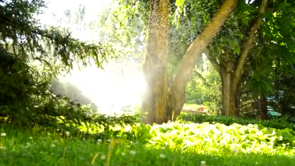 Sistema di irrigazione per irrigazione del giardino in una giornata soleggiata, luce solare brillante a mezzogiorno, HD VIDEO — Video Stock