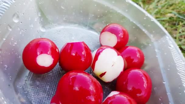 Großaufnahme von frisch gewaschenen roten Radieschen, eine Frauenhand legt Radieschen auf einen Plastikteller, der auf dem grünen Gras steht, ländliches Mittagessen, Picknick — Stockvideo