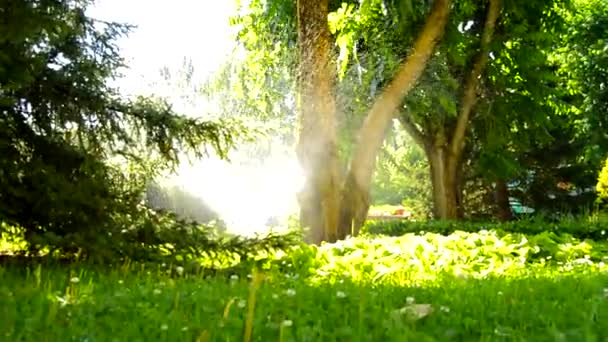 Sprinklersystem För Trädgårdsbevattning Solig Dag Starkt Solljus Vid Middagstid Video — Stockvideo