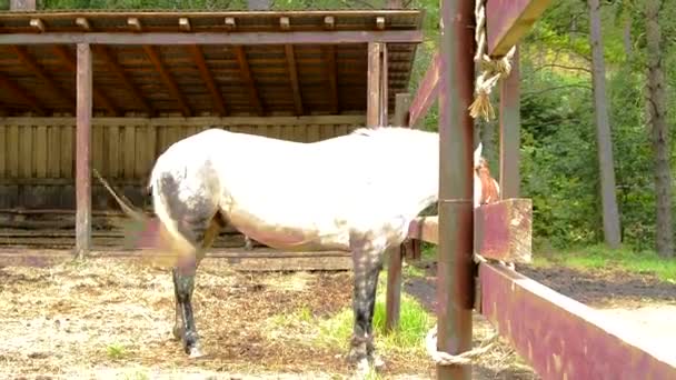 Schönes Weißes Pferd Auf Der Koppel Kommt Zum Füttern Den — Stockvideo