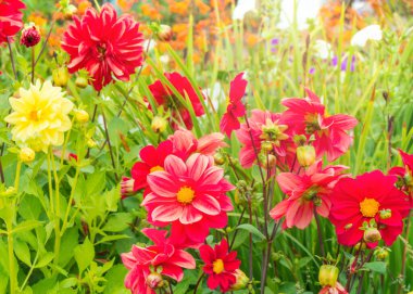 Bahçede kırmızı yıldız çiçekleri, parlak güneş ışığı, açık hava, hiç kimse.