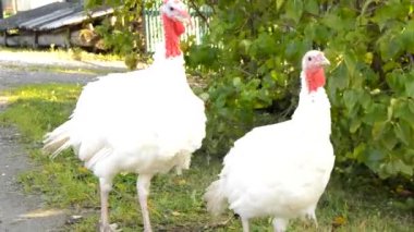 Bahçede yürüyen ve yiyecekleri gagalayan iki beyaz hindi, güneşli yaz günü, HD video.