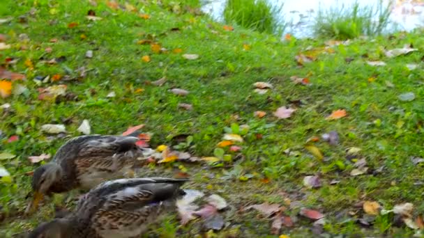 池の近くの緑の芝生の上を2匹の可愛いアヒルが歩き 夏の日に食べ物を選ぶのは面白いです — ストック動画