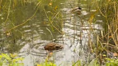 Yabani ördekler otlarla kaplı bir gölette yüzer, dalarlar ve yiyecek ararlar