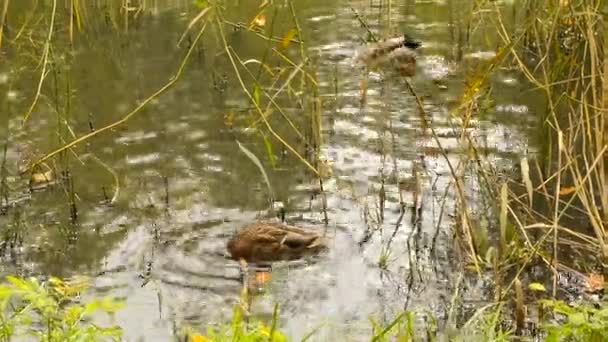 Dzikie Kaczki Pływają Stawie Porośniętym Trawą Nurkują Szukają Pożywienia — Wideo stockowe