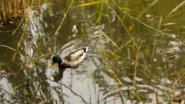 오리들은 우거진 연못에서 헤엄치며 다이빙을 먹이를 찾는다 — 비디오