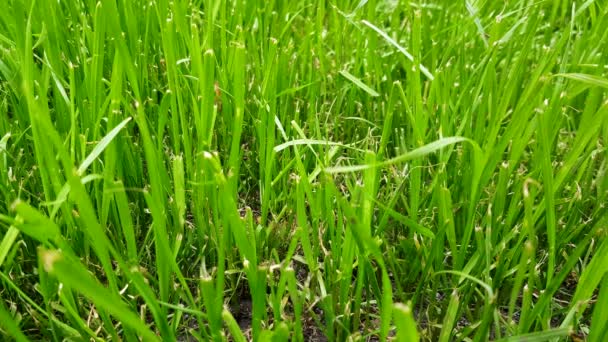 Herbe verte près - agitant dans le vent. Pelouse verte juteuse, lumière du soleil, appareil photo fixe, 4K