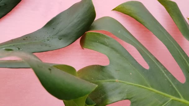 Folhas Palma Tropicais Verdes Monstera Fundo Rosa Movimento Folhas Plantas — Vídeo de Stock