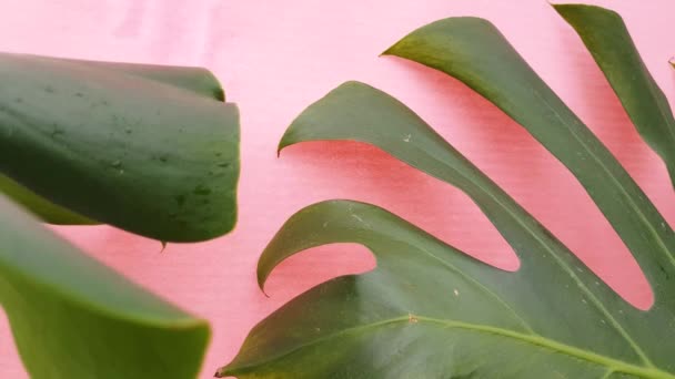 Grüne Tropische Palmenblätter Von Monstera Auf Rosa Hintergrund Bewegung Der — Stockvideo