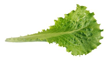 Taze marul, beyaz arka planda izole edilmiş bir yaprak, yakın plan..