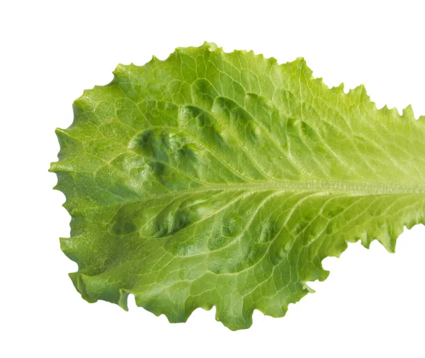 Fresh Lettuce One Leaf Isolated White Background Close — Stock Photo, Image