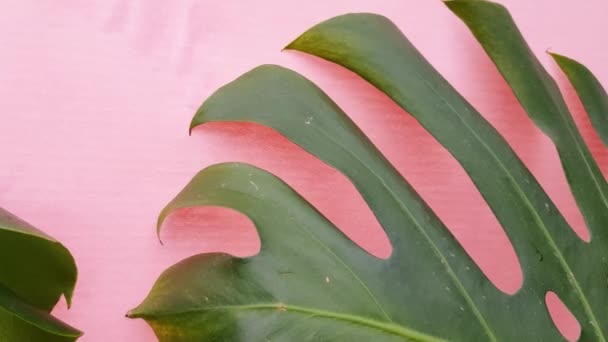 Gröna Tropiska Palmblad Monstera Rosa Bakgrund Förflyttning Krukväxter Blad Video — Stockvideo