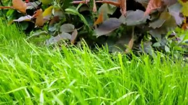 Genç yeşil çimenler rüzgarda savruluyor. Güneşin altında bahçedeki çimlerin üzerinde, arka planda sallanan ağaç dalları, çimlerin üzerinde duran kamera, 4K