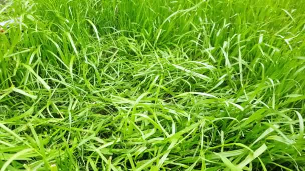 緑の草を閉じる までの風に手を振っ 緑のジューシーな芝生 静止カメラ — ストック動画