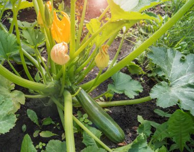 Bahçedeki çalıların üzerinde çiçekler ve meyvelerle kabak çalısı, güneşli bir yaz gününde.