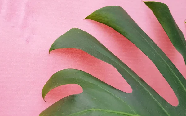 Gröna tropiska palmblad av monstera på en rosa bakgrund, förflyttning av krukväxter blad — Stockfoto