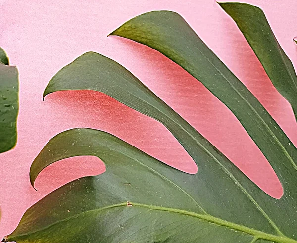 Gröna tropiska palmblad av monstera på en rosa bakgrund, förflyttning av krukväxter blad — Stockfoto